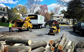 Best Tree Maintenance Programs  in Masury, OH