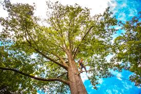 Seasonal Cleanup (Spring/Fall) in Masury, OH