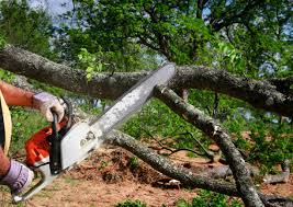 Best Arborist Consultation Services  in Masury, OH