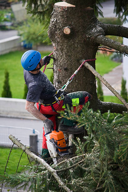 Best Tree Mulching  in Masury, OH