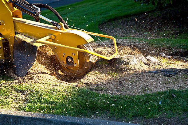 Best Tree Removal  in Masury, OH