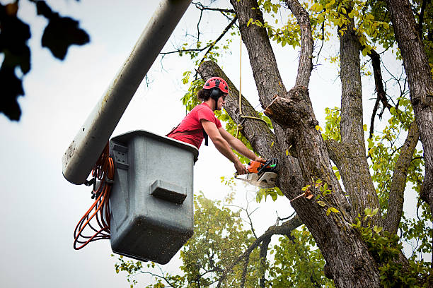 Best Emergency Tree Removal  in Masury, OH