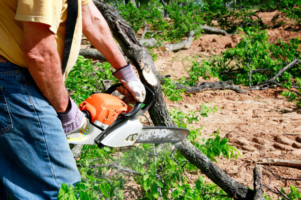 How Our Tree Care Process Works  in  Masury, OH